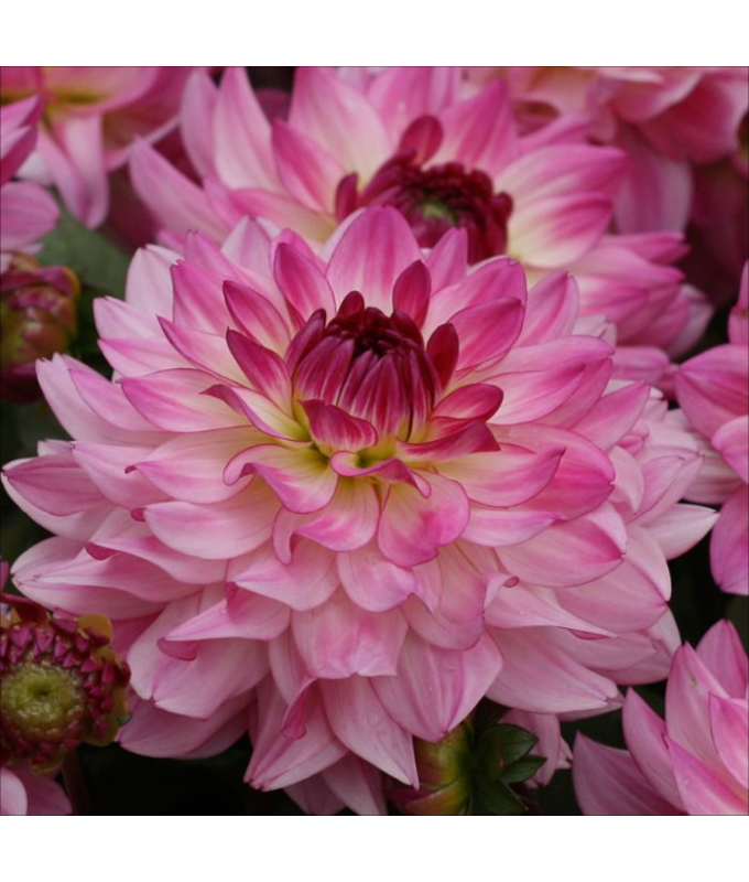 6.5T/3DAHLIA SINCERITY