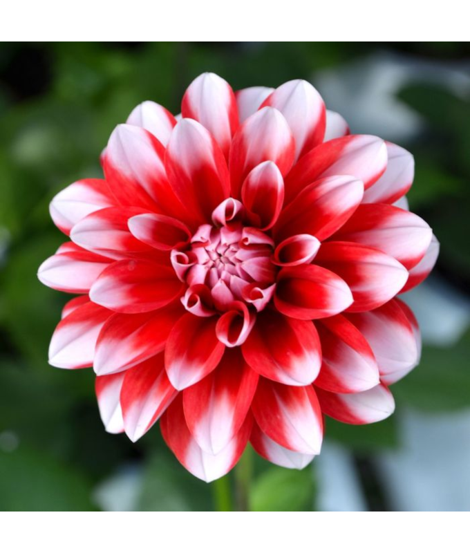 6.5T/3DAHLIA VENTI RED/WHITE