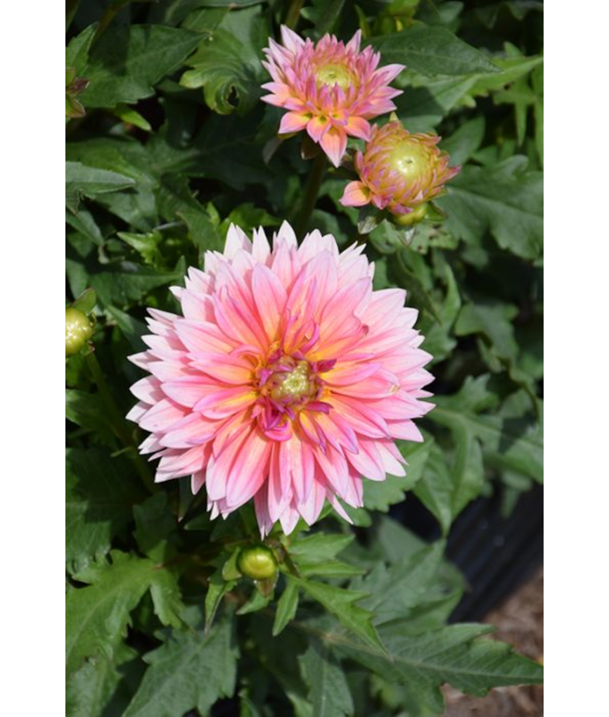 6.5T/3DAHLIA VENTI PASSION FRUIT