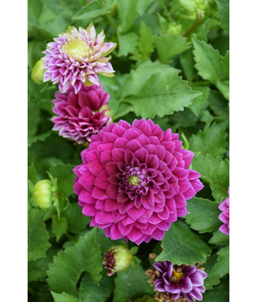 6.5T/3DAHLIA VENTI ROYAL PURPLE
