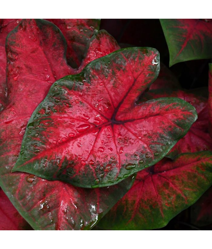 6.5T/3CALADIUM POSTMAN JOYNER