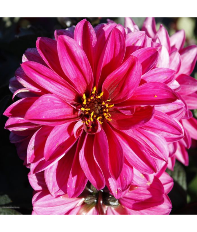 6.5T/3DAHLIA CITY LIGHTS NEON