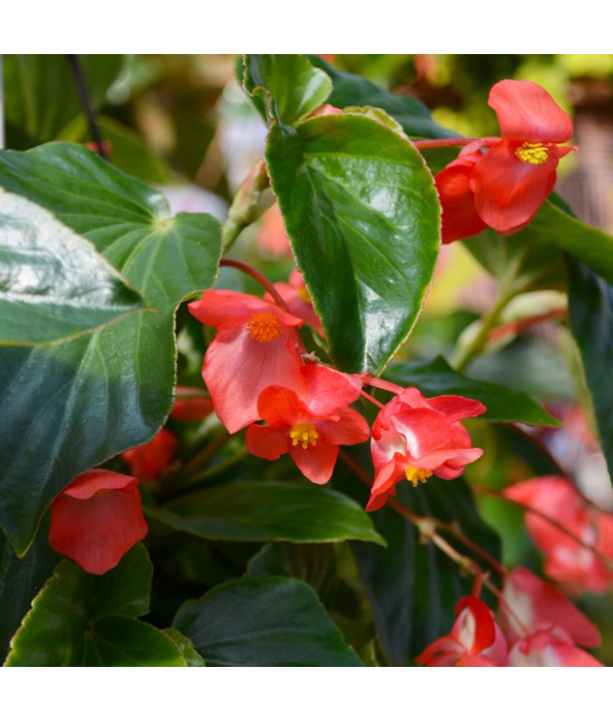 304T/12BEGONIA DRAGONWING RED