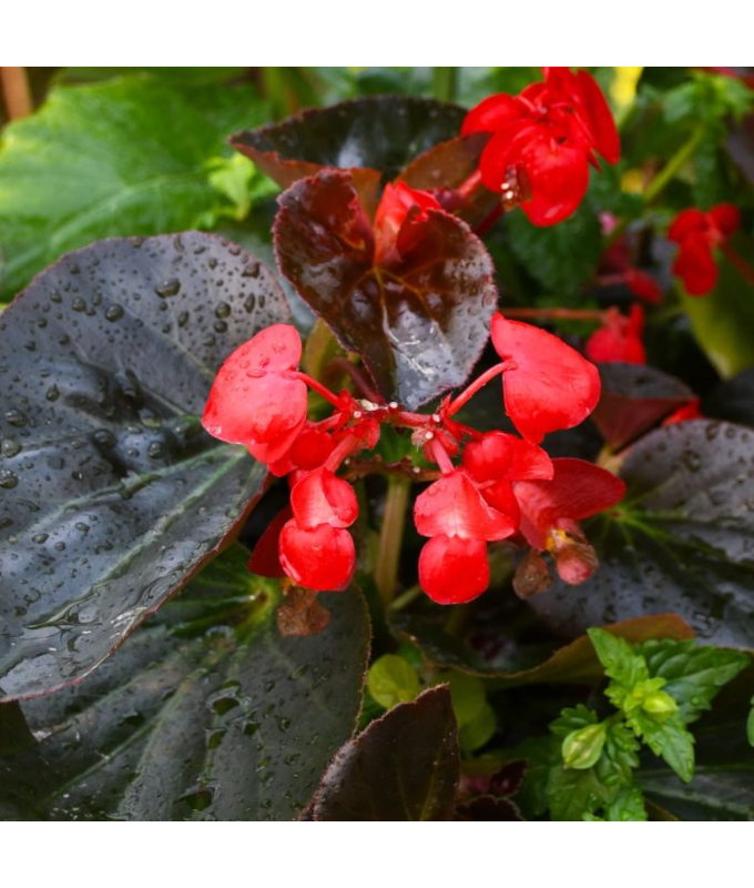 304T/12BEGONIA BIG BL RED