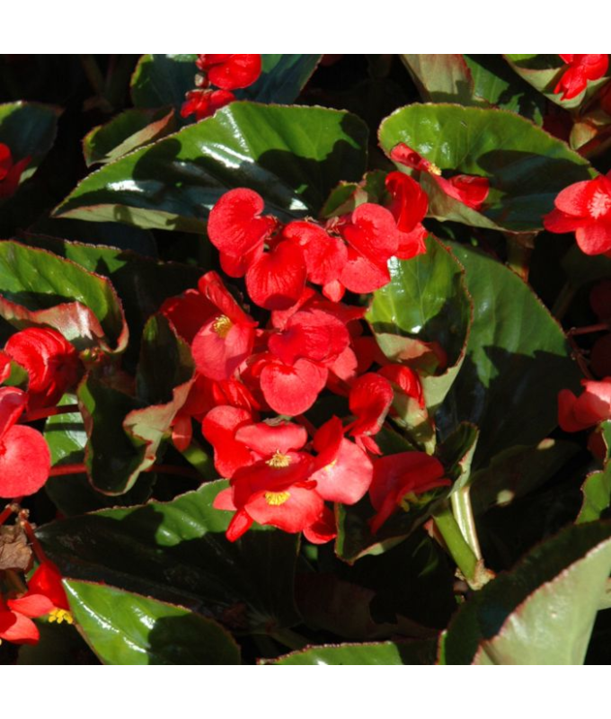 304T/12BEGONIA BIG GL RED