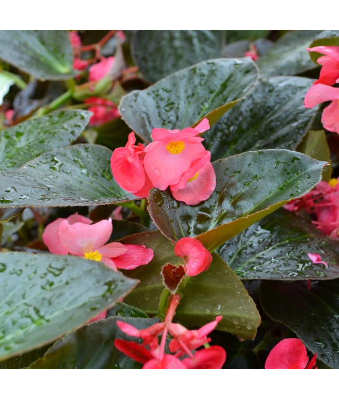 304T/12BEGONIA BIG BL ROSE