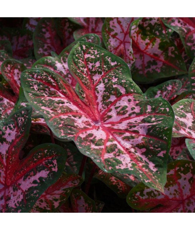 6.5T/3CALADIUM CAROLYN WHORTON