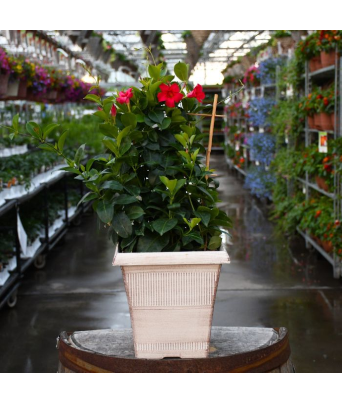 TUB10"MANDEVILLA PINK