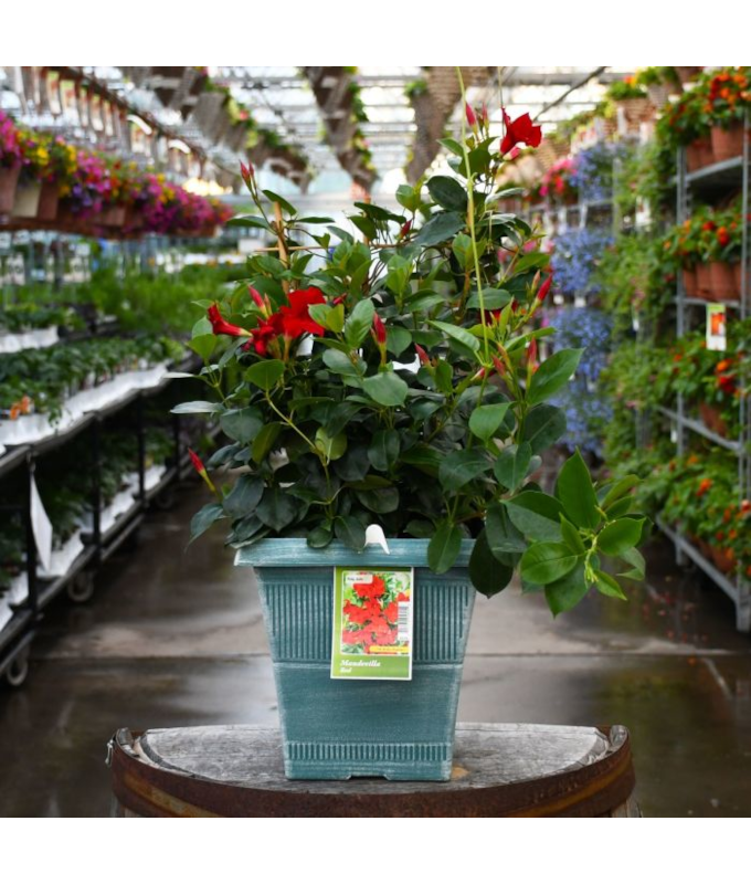 TUB10"MANDEVILLA RED