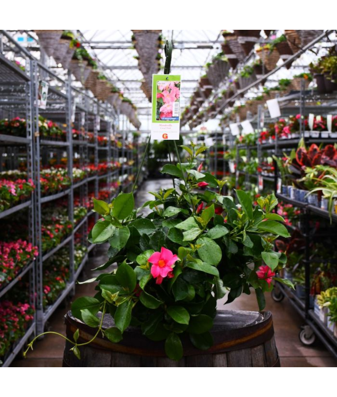 HB12"MANDEVILLA CORAL PINK