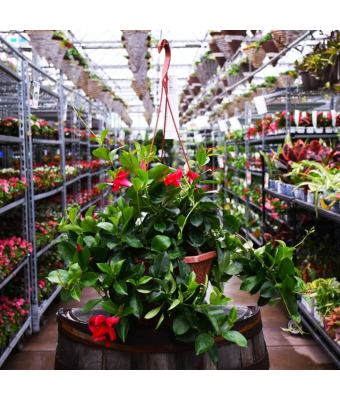 HB12"MANDEVILLA PINK