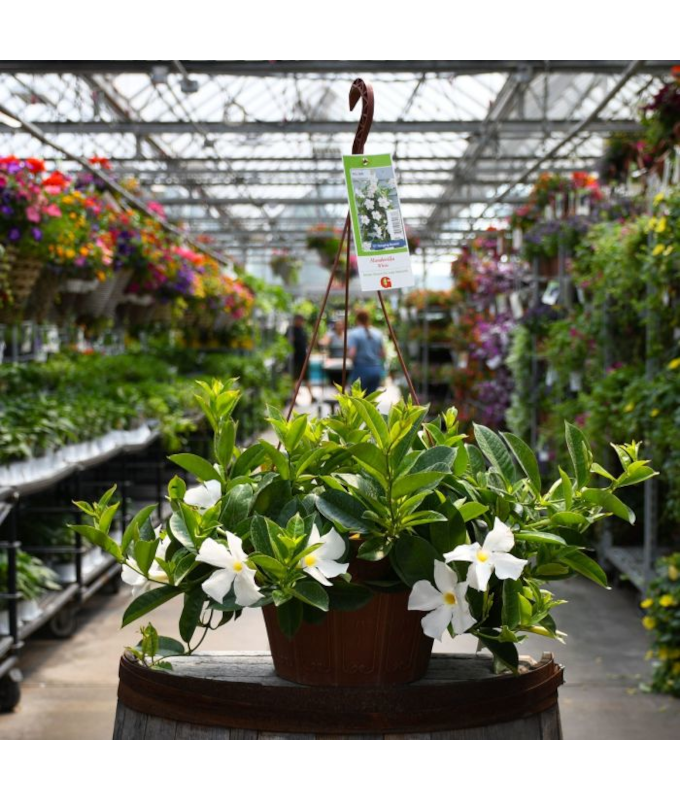 HB12"MANDEVILLA WHITE