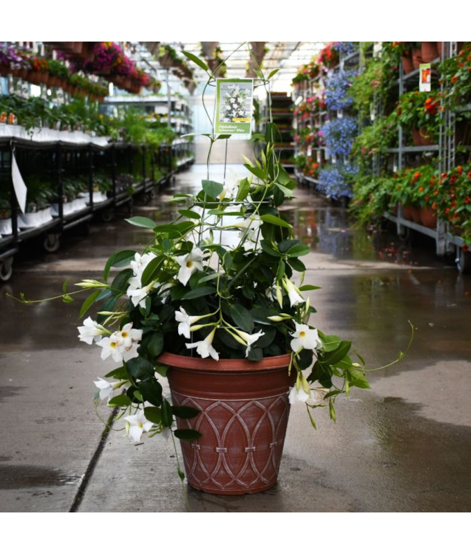 TUB12"MANDEVILLA WHITE