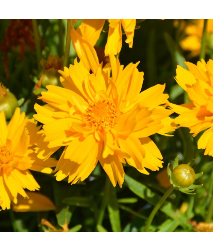 4.75T/10COREOPSIS SOLANNA SUNSET