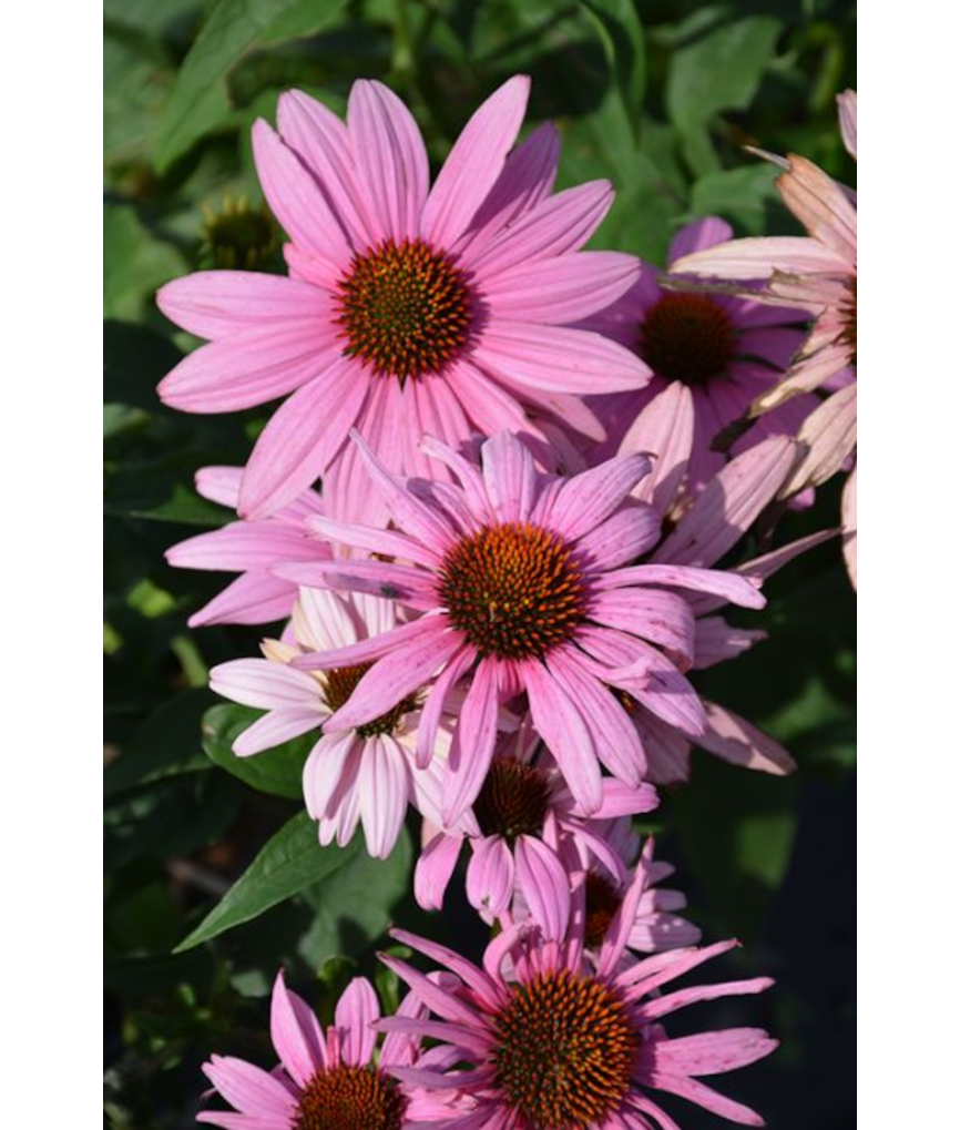 4.75T/10ECHINACEA POWOW WILD BRY