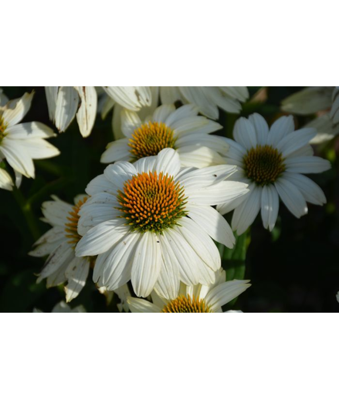 4.75T/10ECHINACEA POWWOW WHITE