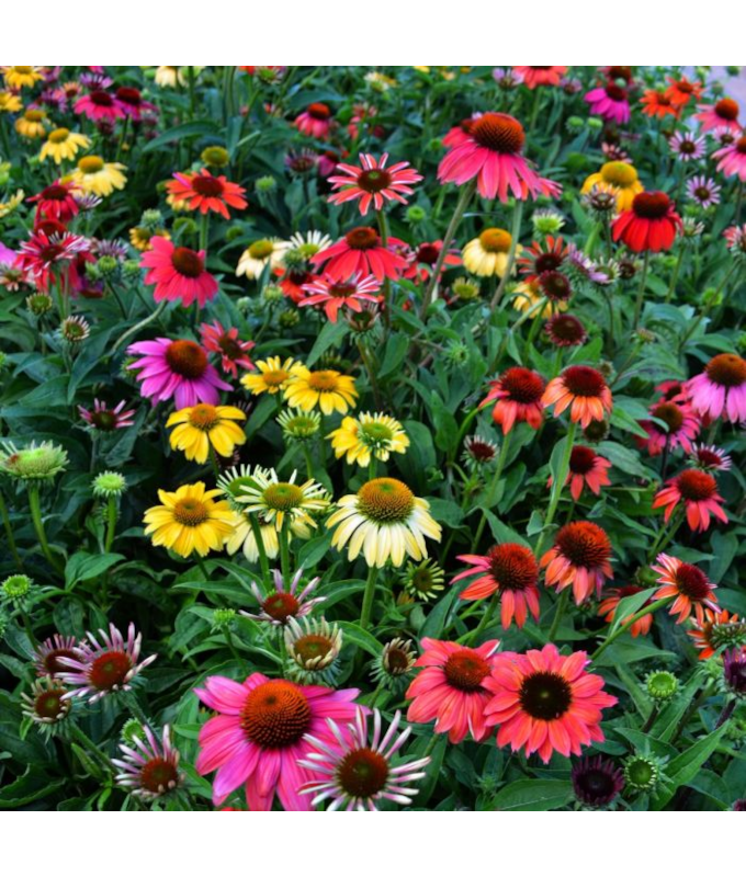 4.75T/10ECHINACEA CHEYENN SPIRIT