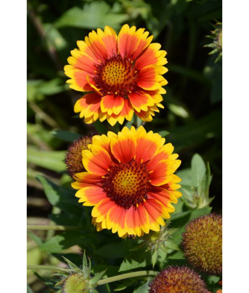 4.75T/10GAILLARDIA GUSTO SWTCHLI