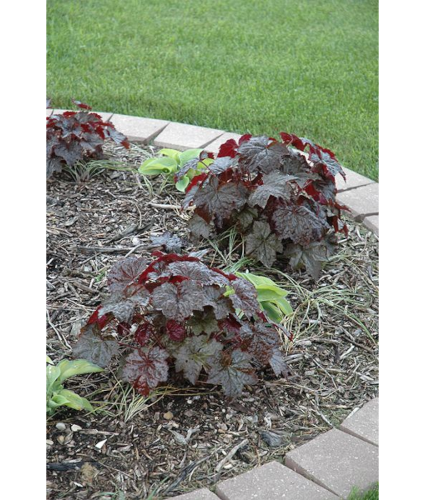 4.75T/10HEUCHERA PALCE PURPLE