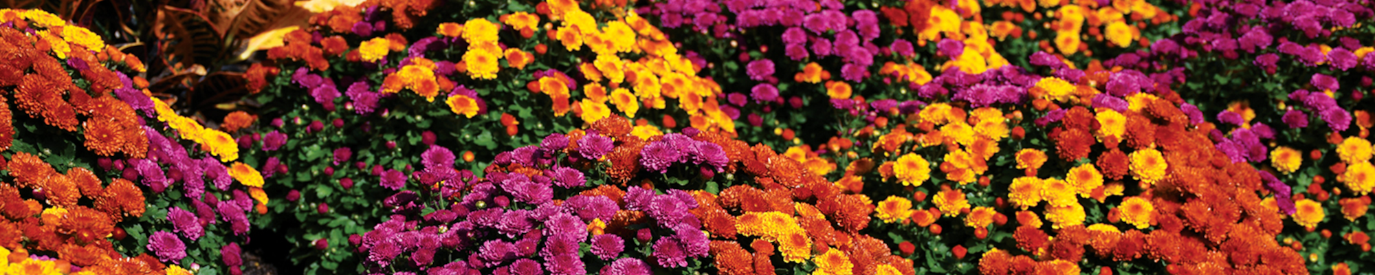 Fall Annuals