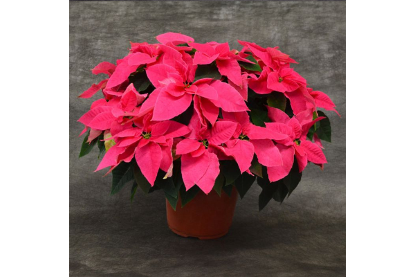 8" PRINCETTIA QUEEN PINK