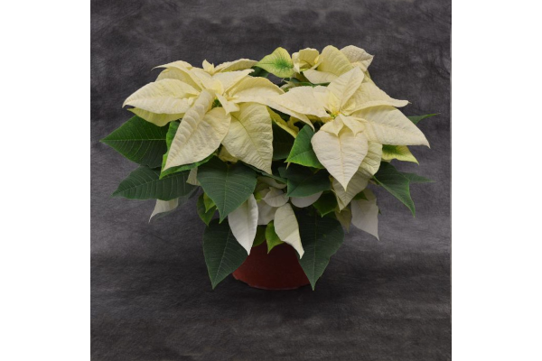 10" POINSETTIA WHITE