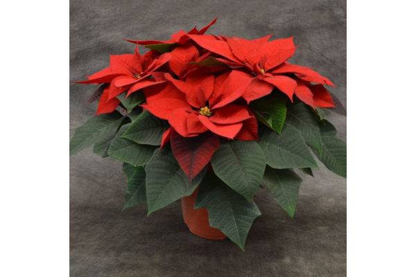 10" POINSETTIA RED