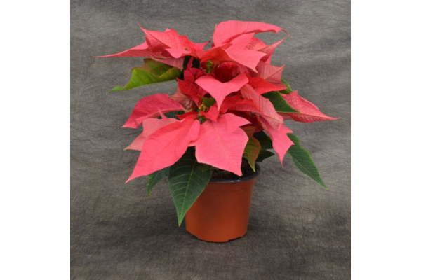 4.75" POINSETTIA PINK