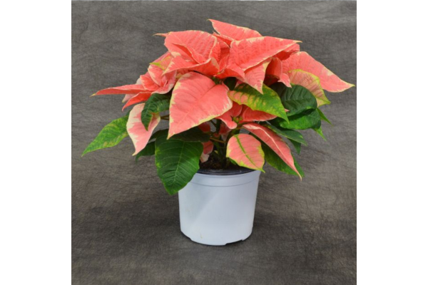 4.75" POINSETTIA MARBLE