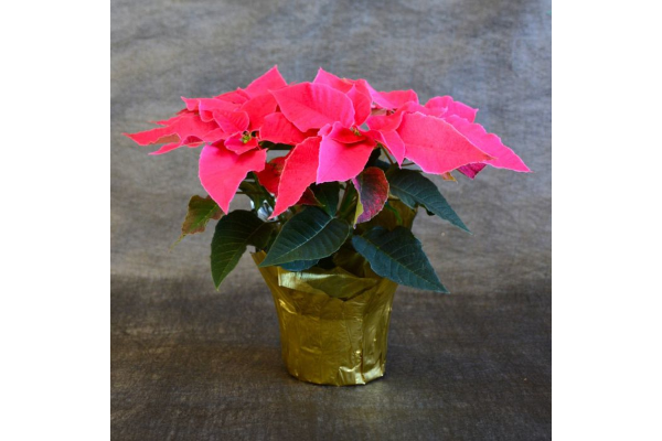 4.75" PRINCETTIA QUEEN PINK