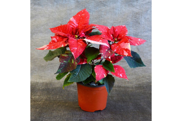 4.75" POINSETTIA REDGLITTER
