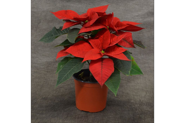 4.75" POINSETTIA RED