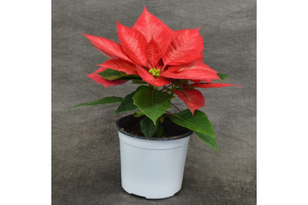 4.75" POINSETTIA PRM ICE CRST