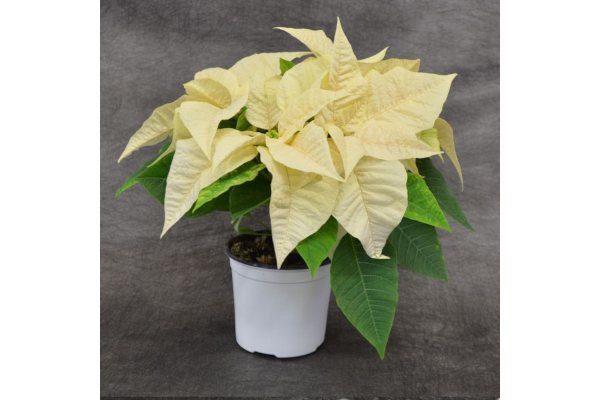 4.75" POINSETTIA WHITE