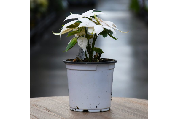 4.75" POINSETTIA J�ADORE WHITE