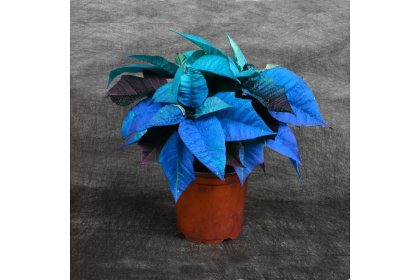 4.75" PAINTED POINSETTIA BLUE HOLIDAY