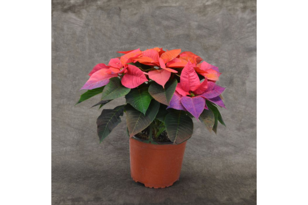 4.75" PAINTED POINSETTIA HOLIDAY SUNRISE