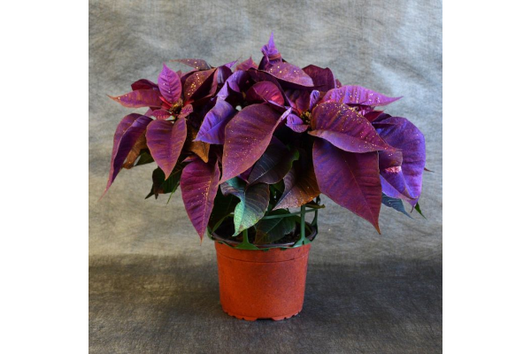 6.5" PAINTED POINSETTIA PURPLE