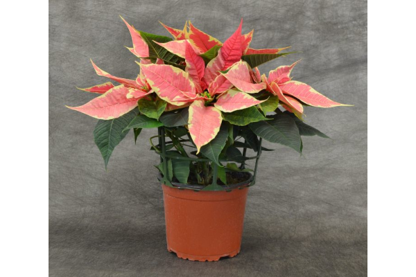 6.5" POINSETTIA MARBLE