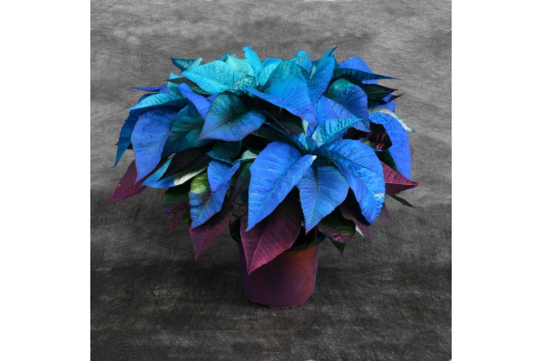 6.5" PAINTED POINSETTIA BLUE HOLIDAY