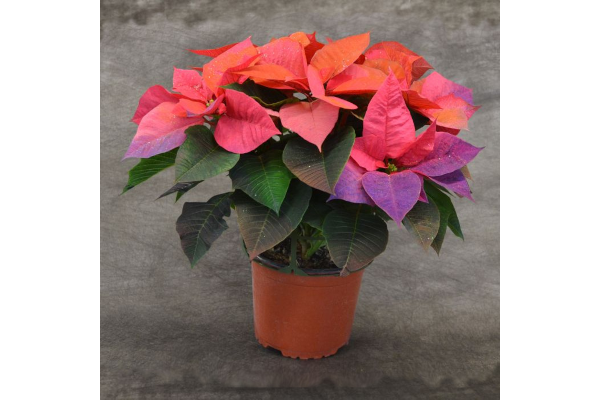 6.5" PAINTED POINSETTIA HOLIDAY SUNRISE