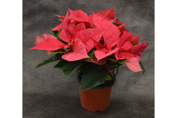 6.5" POINSETTIA PINK