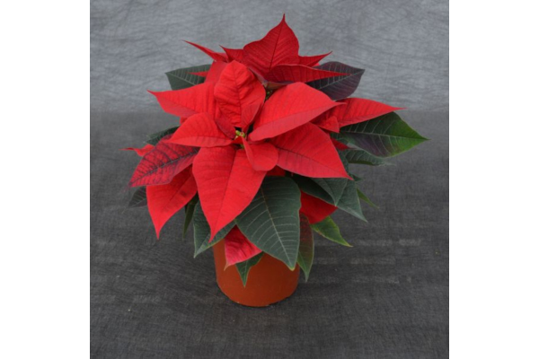 6.5" POINSETTIA RED