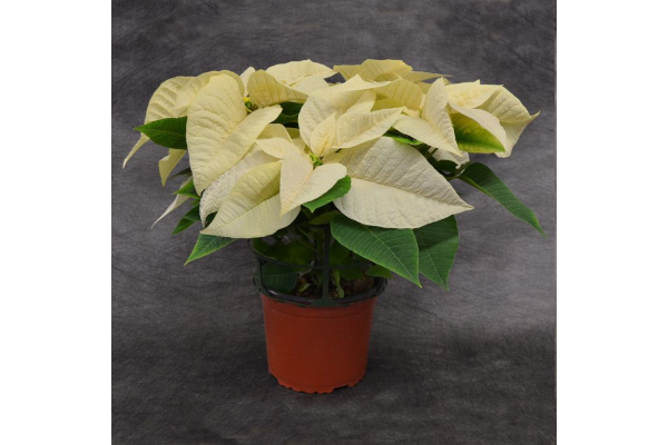 6.5" POINSETTIA WHITE
