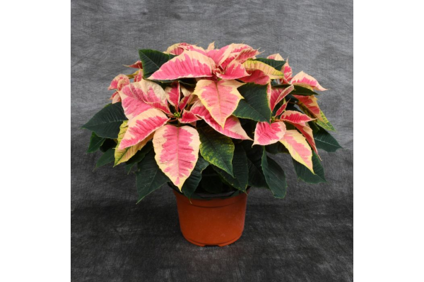 8" POINSETTIA MARBLE