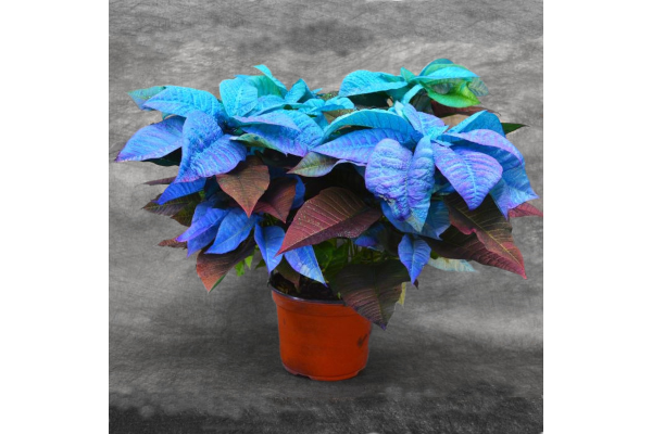 8" PAINTED POINSETTIA BLUE HOLIDAY