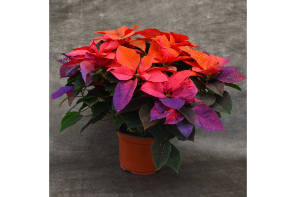 8" PAINTED POINSETTIA HOLIDAY SUNRISE