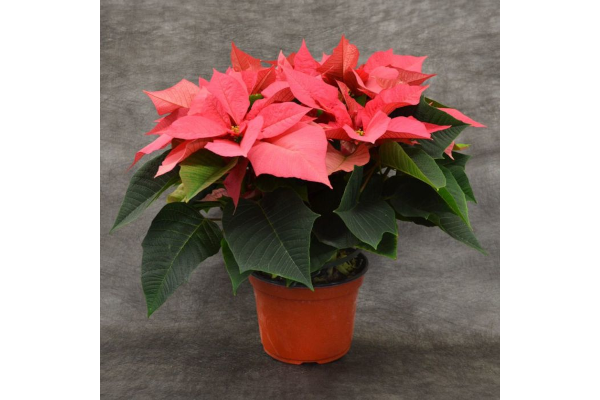 8" POINSETTIA PINK