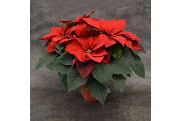 8" POINSETTIA RED