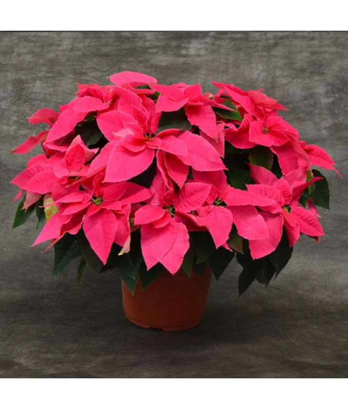 8" PRINCETTIA QUEEN PINK